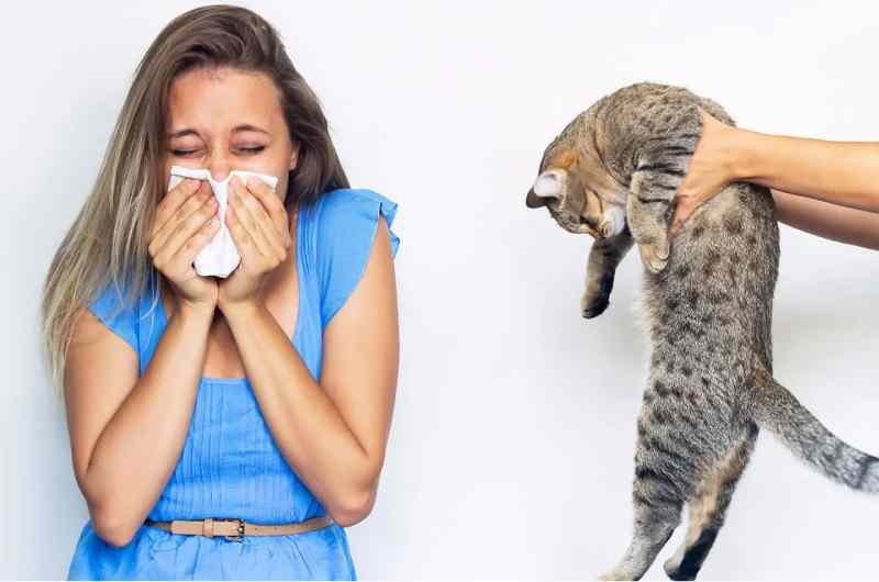 Home remedies for cat allergies
