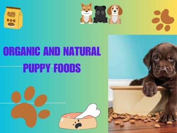 Organic and Natural Dog Food Brands