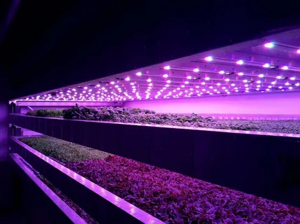 Revolutionize Your Indoor Gardening with led grow lights dubai